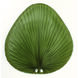 Blades Palm Natural Palm 22 inch each Fan Blades